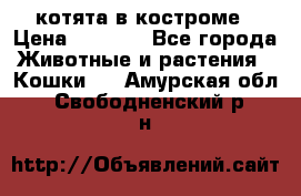 котята в костроме › Цена ­ 2 000 - Все города Животные и растения » Кошки   . Амурская обл.,Свободненский р-н